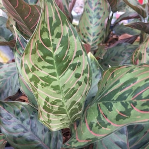 Planta de inicio Aglaonema red army tricolor (¡TODAS LAS PLANTAS DE INICIO requieren la compra de 2 plantas!)