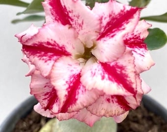 Desert rose BKK1  “adenium Obesum” 2” pot (ALL STARTER PLANTS require you to purchase 2 plants!)