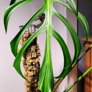 Monstera Burle Marx flame Starter Plant (ALL STARTER PLANTS require you to purchase 2 plants!)