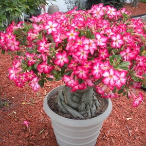 Desert rose picotee starter plant **(ALL starter plants require you to purchase any 2 plants!)**
