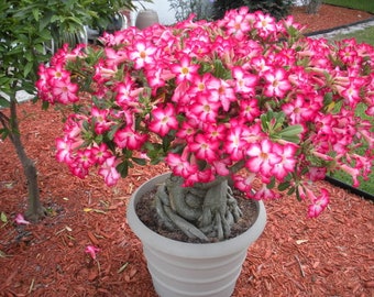 Desert rose picotee starter plant **(ALL starter plants require you to purchase any 2 plants!)**