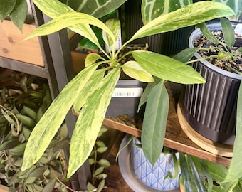 Anthurium Variegated Vittarifolium 2 pot