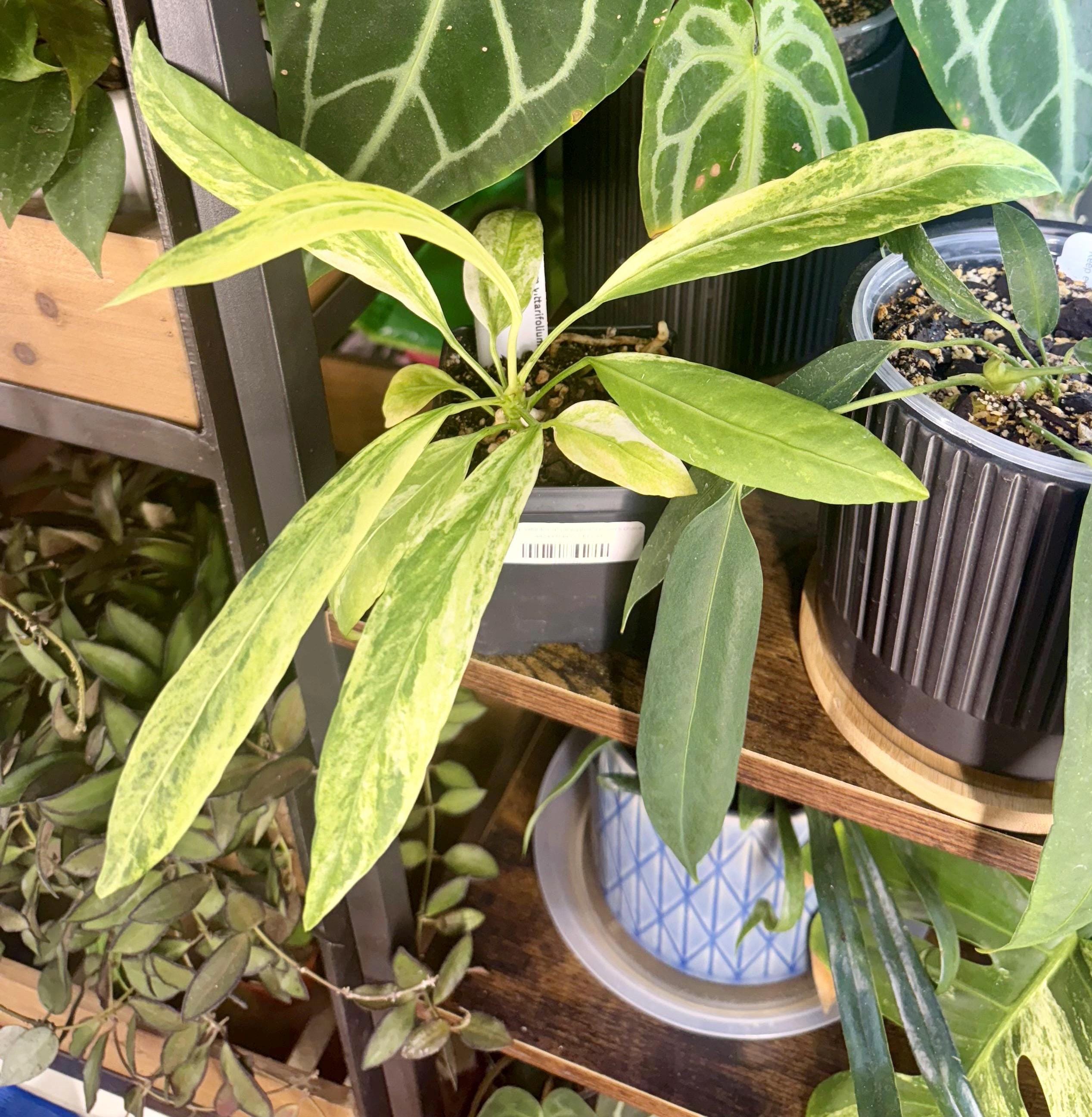 Anthurium Variegated Vittarifolium Starter Plant - Etsy