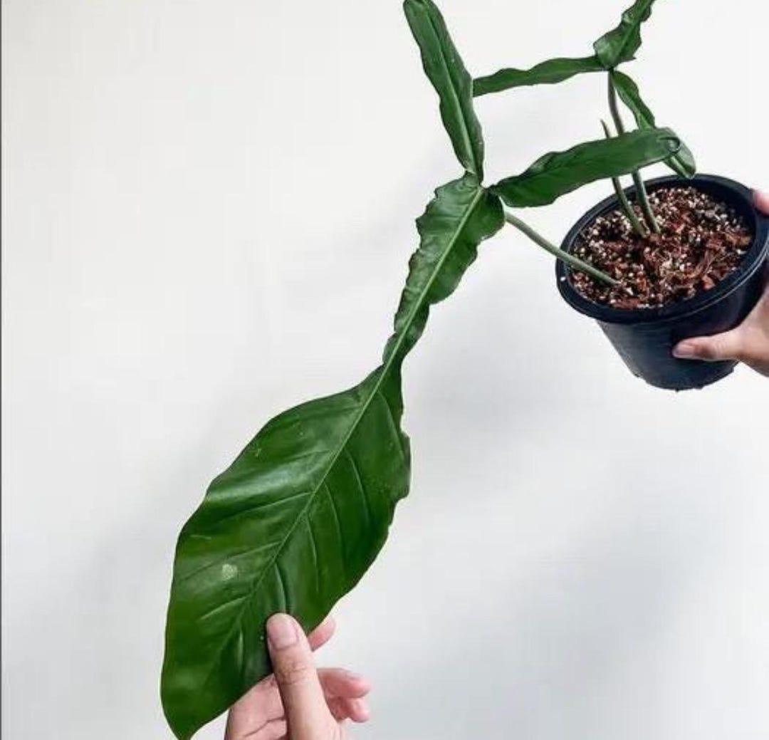 Xl Philodendron Joepii Starter Plant (ALL STARTER PLANTS Require