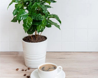 Coffee Arabica Starter Plant (ALL STARTER PLANTS require you to purchase 2 plants!)