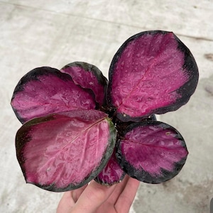 Calathea Purple Rose Starter Plant (ALL STARTER PLANTS require you to purchase 2 plants!)