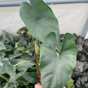 Alocasia Purple cloak “princeps” Starter Plant (ALL STARTER PLANTS require you to purchase 2 plants!)