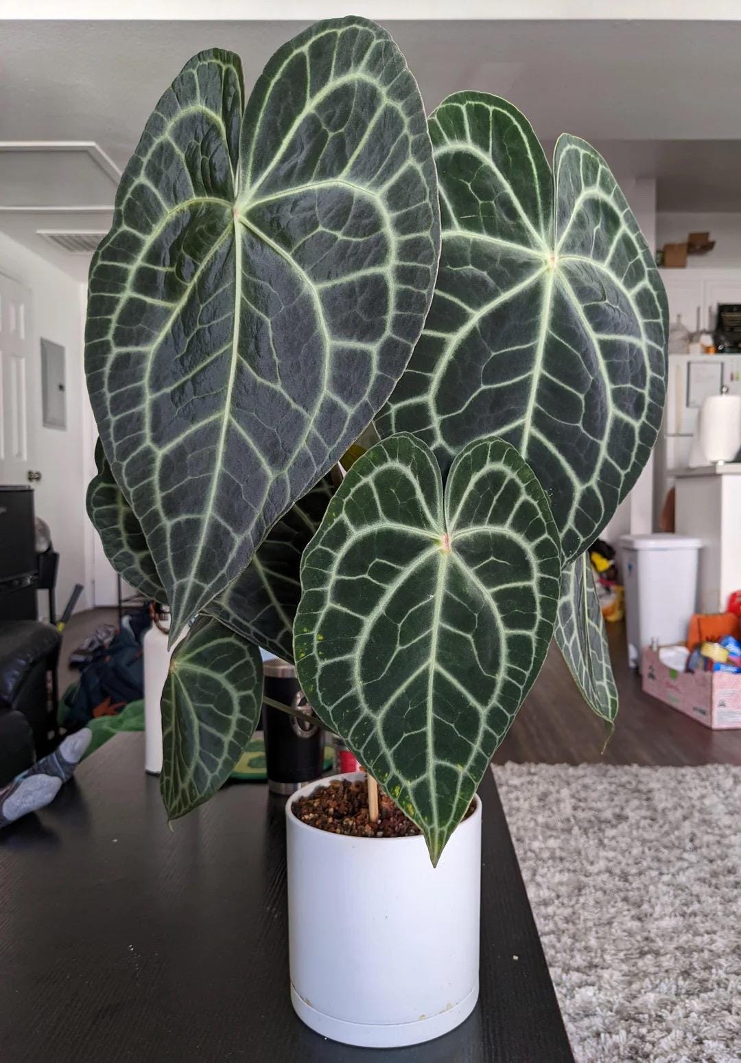 blattkaktus wann raus Sägeblattkaktus | Epiphyllum anguliger