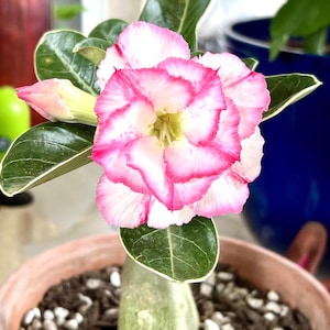 Desert rose ‘borders’ starter plant **(ALL starter plants require you to purchase any 2 plants!)**