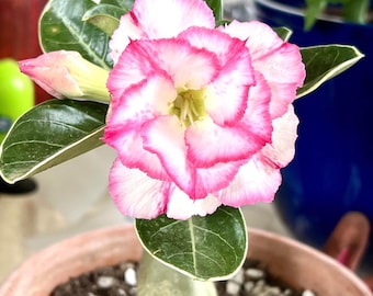 Desert rose ‘borders’ starter plant **(ALL starter plants require you to purchase any 2 plants!)**