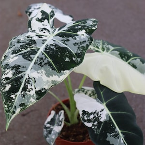 Alocasia Variegated Frydek plante de démarrage ** toutes les entrées nécessitent l'achat de deux plantes **