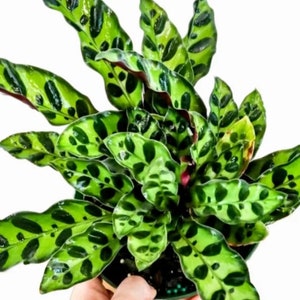 Calathea lancifolia (rattle snake) Starter Plant (ALL STARTER PLANTS require you to purchase 2 plants!)