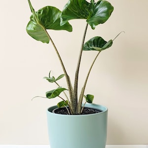 Alocasia Stingray Starter Plant (ALL STARTER PLANTS require you to purchase 2 plants!)