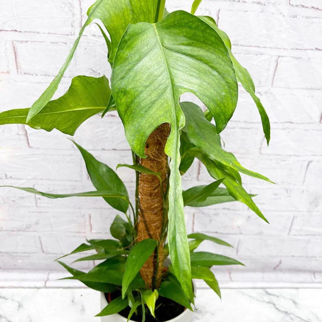 Epipremnum Skeleton Key Starter Plant (ALL STARTER PLANTS Require You to  Purchase 2 Plants!) - Etsy