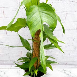 Epipremnum skeleton key starter plant (ALL STARTER PLANTS require you to purchase 2 plants!)