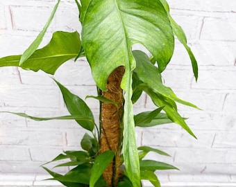 Epipremnum Skeleton Key Starter Plant (ALL STARTER PLANTS Require You to  Purchase 2 Plants!) - Etsy