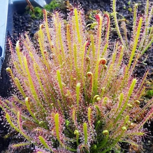 Drosera Capensis “octopus plant” starter plant **(ALL plants require you to purchase ANY 2 plants!)**