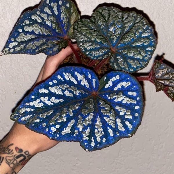Iridescent blue Begonia Betsy starter plant (ALL PLANTS require you to purchase 2 plants!)