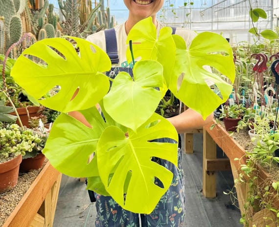 Monstera Lemon Lime Starter Plant (ALL STARTER PLANTS Require You
