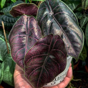 Planta joven de Alocasia Azlanii (¡TODAS LAS PLANTAS JUNTAS REQUIEREN LA COMPRA DE 2 PLANTAS!)