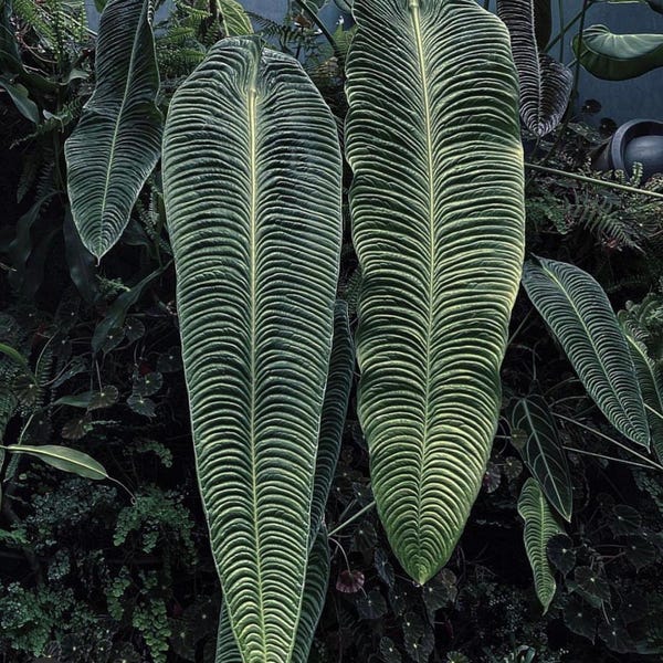 Xl Anthurium veitchii Starter Plant (ALL STARTER PLANTS require you to purchase 2 plants!)