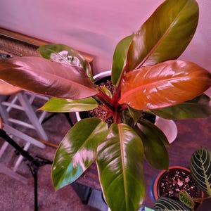 Philodendron Tangerine Starter Plant (ALL STARTER PLANTS require you to purchase 2 plants!)
