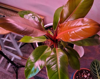 Philodendron Tangerine Starter Plant (ALL STARTER PLANTS require you to  purchase 2 plants!)