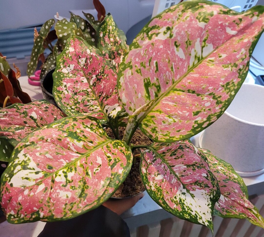 Aglaonema Ruby Ray 2 Plant **(ALL Plants Require You to Purchase ANY 2  Plants!)** - Etsy
