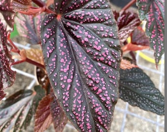 Begonia Maculata pink spots Starter Plant (ALL STARTER PLANTS require you to purchase 2 plants!)