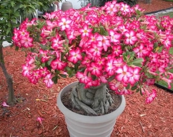 Desert rose ‘basic pink’ starter plant **(ALL starter plants require you to purchase any 2 plants!)**