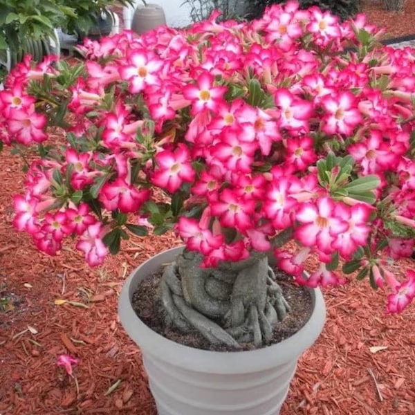Planta joven de rosa del desierto 'rosa básico' **(¡Todas las plantas jóvenes requieren la compra de 2 plantas!)**