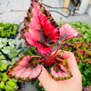 Harmonys Red Robin Starter Plant (ALL STARTER PLANTS require you to purchase 2 plants!)