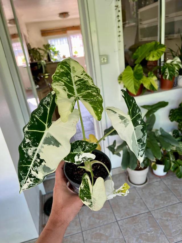 FREE growers choice Alocasia: Please read description