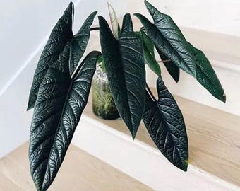 Alocasia Scalprum rare starter plant **(MUST purchase ANY 2 plants to complete order!)**