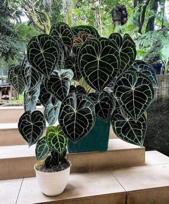 faux fiddle.leaf fig Faux Fiddle Leaf Fig Tree, 5 ft main image 1