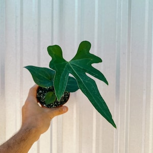 Anthurium podophyllum Starter Plant  (ALL STARTER PLANTS require you to purchase 2 plants!)