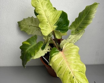 Philodendron Snow Drift Starter Plant (preorder) (ALL STARTER PLANTS require you to purchase 2 plants!)