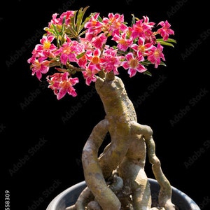 Desert rose red starter plant **(ALL transactions require you to purchase any 2 plants!)**