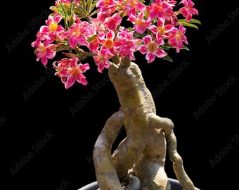 Desert rose red starter plant **(ALL transactions require you to purchase any 2 plants!)**