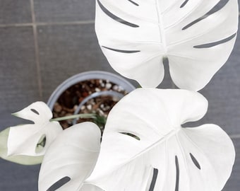 Monstera white moon starter plant **(ALL plants require you to purchase ANY 2 plants!)**