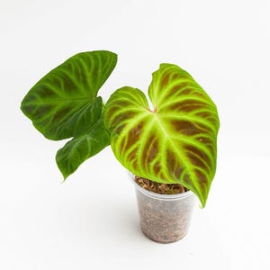 whale tail snake plant Whale Fin Snake Plant - Large