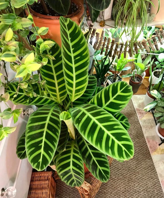 pilea microphylla variegata Pilea microphylla 'Variegata' --Tricolor Artillery Fern-- main image 0