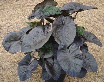 Colocasia Kona Coffee Starter Plant (ALL STARTER PLANTS require you to purchase 2 plants!)