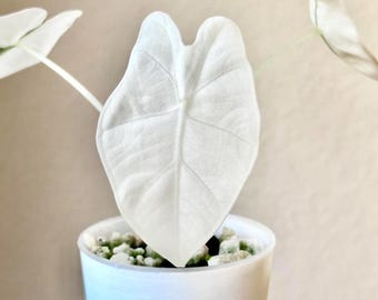 Plante de démarrage Alocasia Albo Frydek (TOUTES LES PLANTES DE DÉMARRAGE nécessitent l'achat de 2 plantes !)