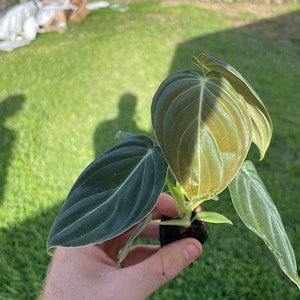 May include: A close-up of a Philodendron Melanochrysum plant held in a hand. The plant has large, dark green leaves with prominent veins. The leaves have a velvety texture and a slight sheen. The plant is in a small black pot.