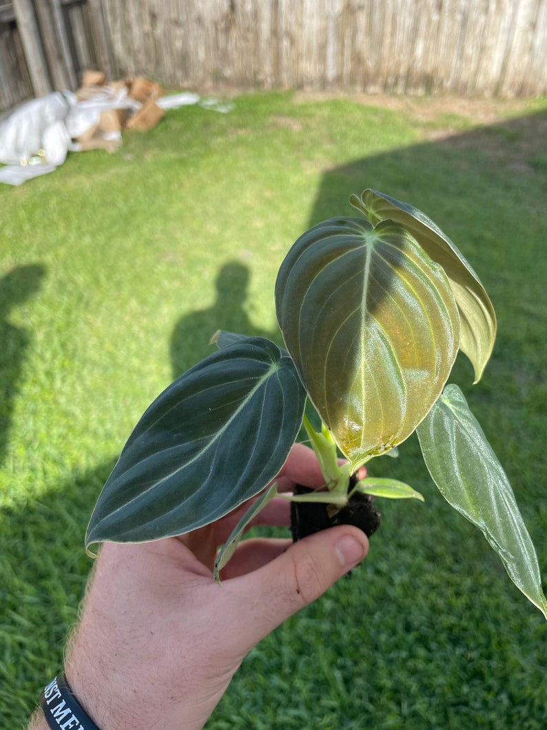 May include: A close-up of a Philodendron Melanochrysum plant held in a hand. The plant has large, dark green leaves with prominent veins. The leaves have a velvety texture and a slight sheen. The plant is in a small black pot.