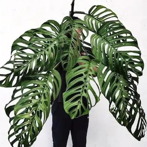 May include: A large, green Monstera plant with leaves that have many holes and a white background.