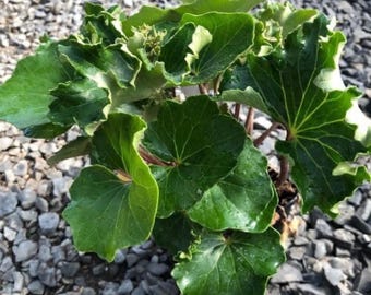 Farfugium Japonicum “Crispata” “Tractor Seat” Starter Plant (ALL STARTER PLANTS require you to purchase 2 plants!)