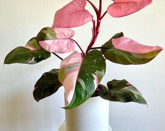 Philodendron Pink Princess Starter Plant (All starter plants require you to purchase two plants)