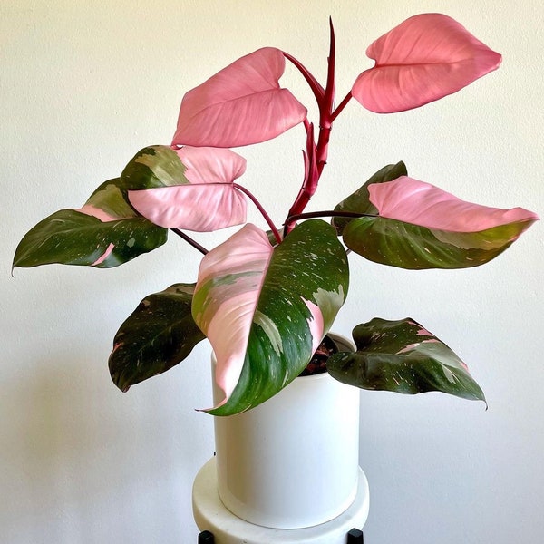 Philodendron Pink Princess Starter Plant (All starter plants require you to purchase two plants)